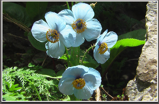 Flowers in Valley of Flowers National Park