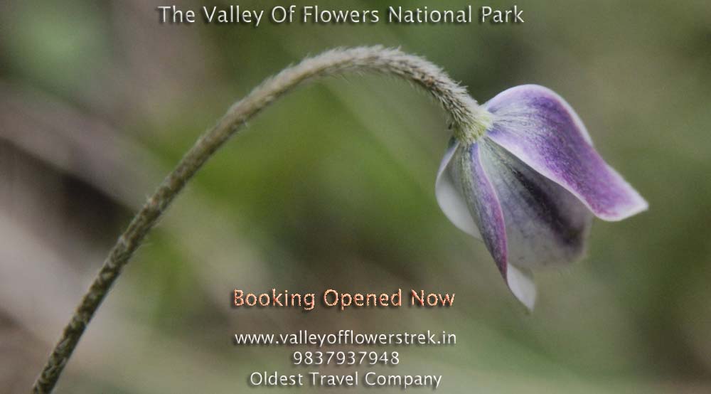 valley-of-flowers-national-park