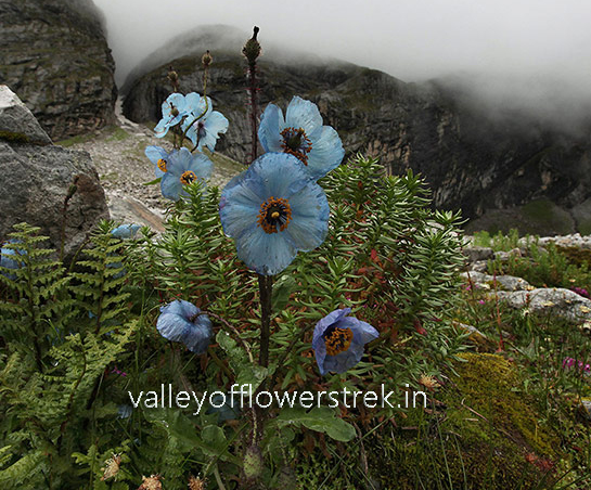 valley of flower trek